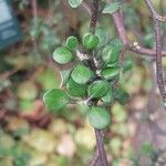 Corokia cotoneaster Folha