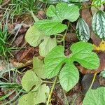 Cucumis anguria Leaf