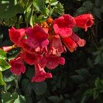 Campsis radicansFiore