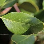 Garrya veatchii Leaf