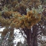 Cupressus arizonica Hábito