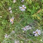 Symphyotrichum oolentangienseफूल