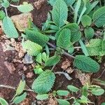 Stachys maritima Leaf