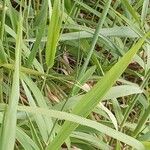 Phalaris arundinacea 葉