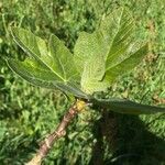 Ficus palmata Leaf