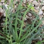 Reichardia picroides List