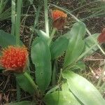 Scadoxus puniceus Hostoa