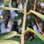 Lonicera acuminata Casca