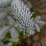 Abies procera Levél