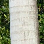 Roystonea regia Casca