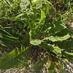 Taraxacum campylodesЛист