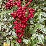 Nandina domesticaVrucht