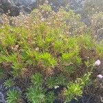 Cheirolophus junonianus Tervik taim