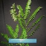 Adiantum trapeziforme अन्य