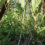 Sauromatum venosum Fruit