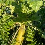 Raphanus sativus 果實