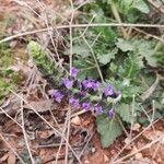 Salvia × sylvestris Flower