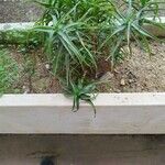 Aloiampelos striatula برگ