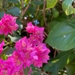 Bougainvillea glabra花