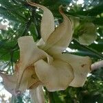 Brugmansia × cubensis