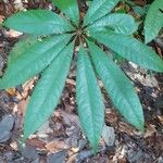 Eriotheca longitubulosa Hoja