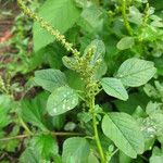 Amaranthus polygonoides Λουλούδι