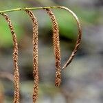 Carex pendula Fruto