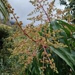 Mangifera indica 花