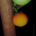 Solanum capsicoides Plod