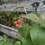 Viburnum lantanaFruit