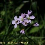 Cardamine crassifolia 花