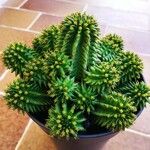 Euphorbia susannae Feuille