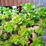 Sedum kimnachii Ліст