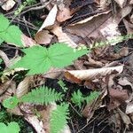 Mitella diphylla Folha