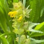 Rhinanthus minor Flors