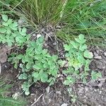 Thalictrum minus Feuille