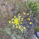 Lomatium triternatum Fleur