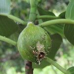 Ficus insipida ഫലം