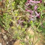 Fumaria gaillardotii Fruit