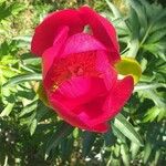 Paeonia peregrina 花