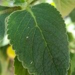 Plectranthus amboinicus Foglia