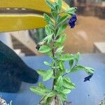 Trichostema dichotomum Hoja