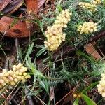 Lomandra obliqua Flor