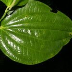 Piper reticulatum 叶