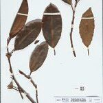 Ficus kerkhovenii অন্যান্য