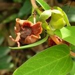 Hypericum patulum Fruit