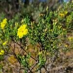 Cistus calycinus Агульны выгляд