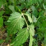 Sisymbrium erysimoidesFolha