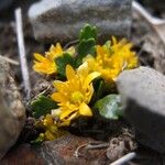 Ranunculus filamentosus عادت
