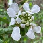 Iberis semperflorens Blomst